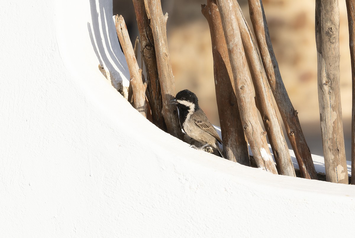 Gray Tit - ML505133221