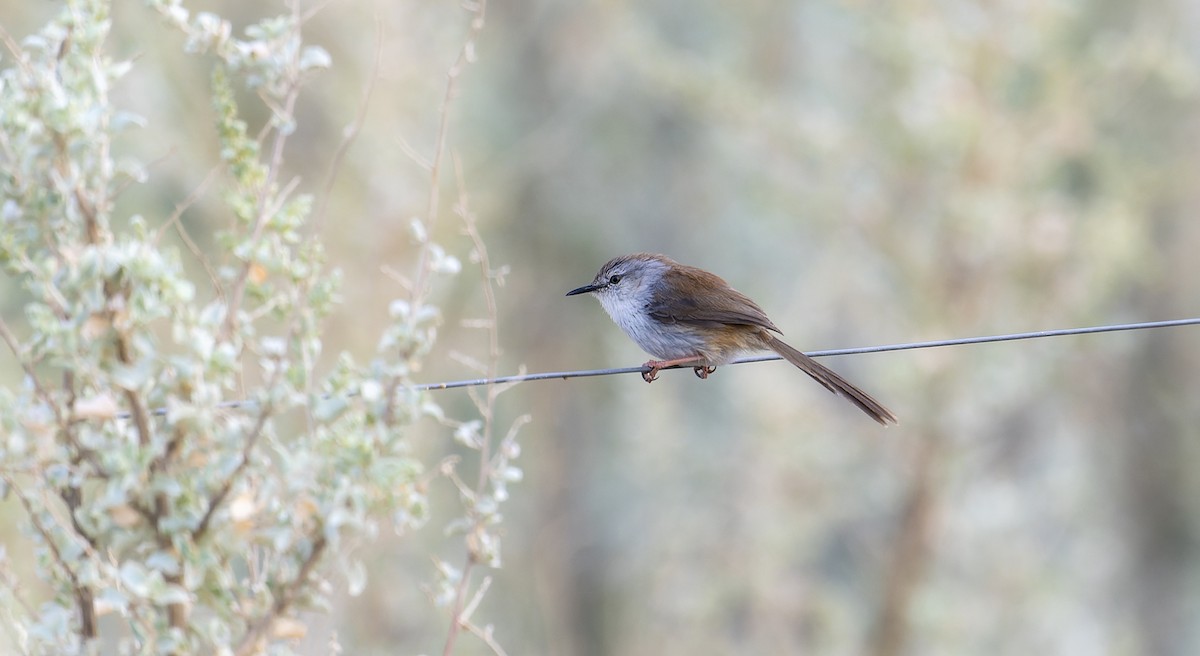 Prinia Namaqua - ML505133421