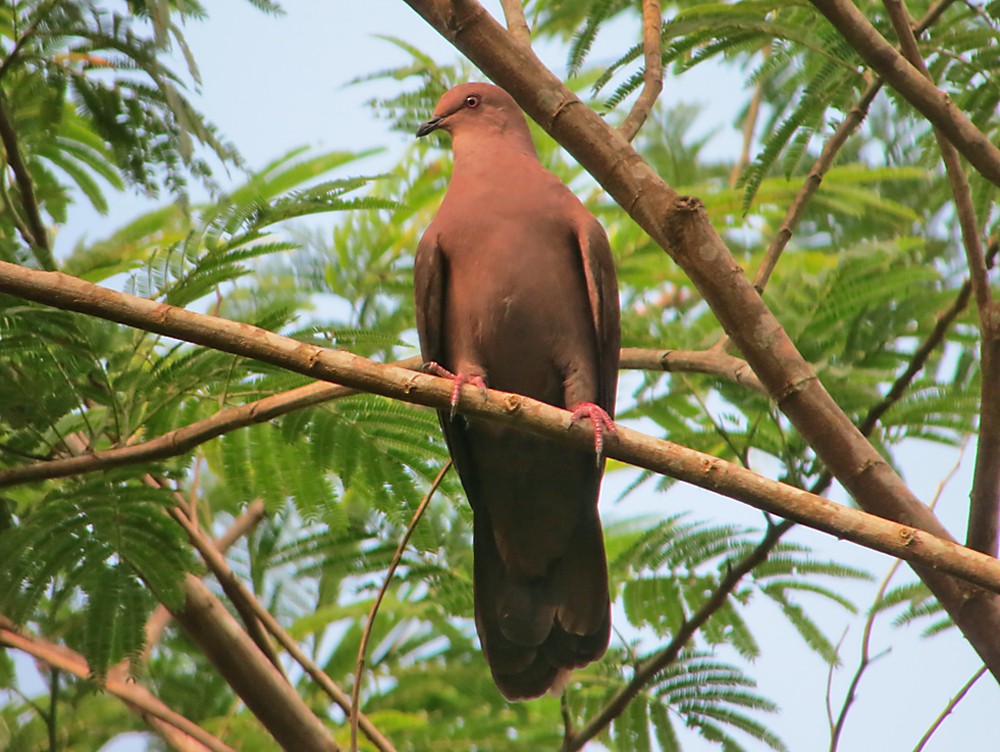 Ruddy Pigeon - ML505133521