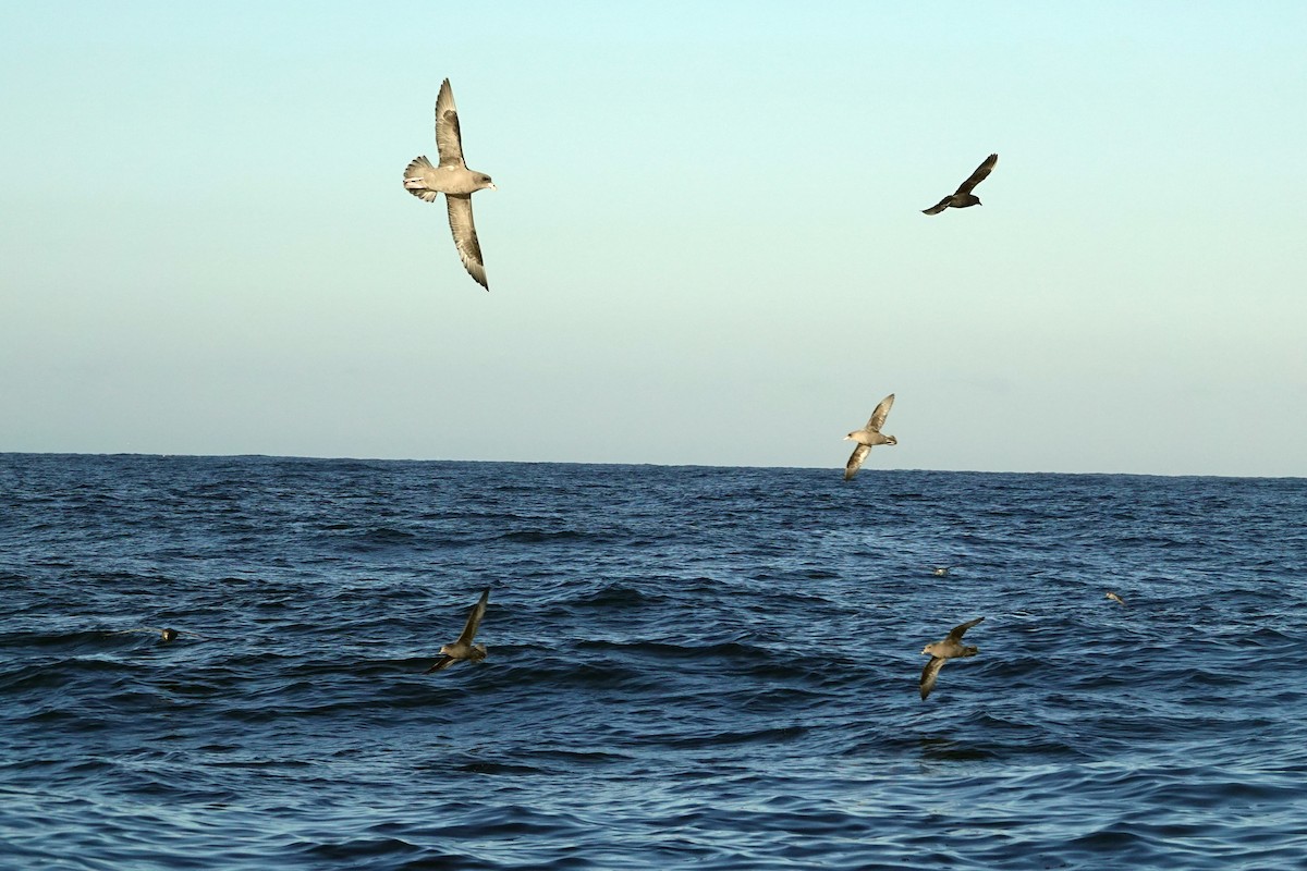 Northern Fulmar - ML505134341