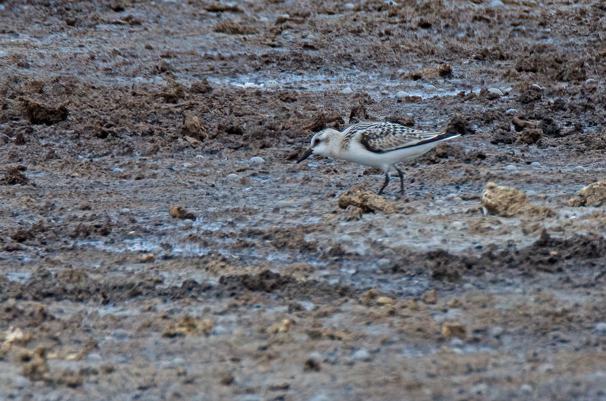 Bécasseau sanderling - ML505134481