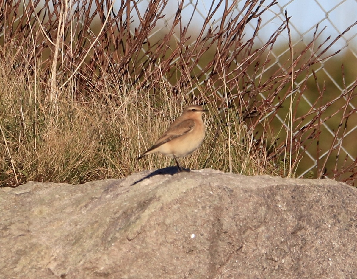 Northern Wheatear - Simon Rix