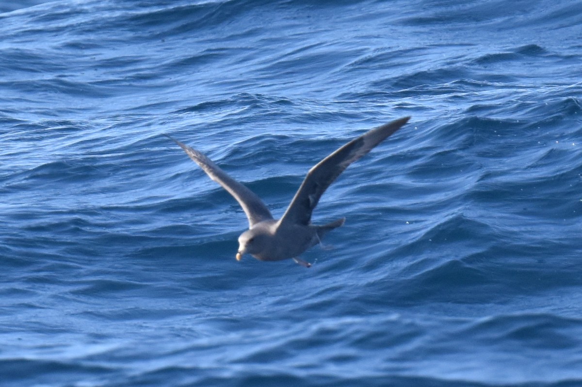 Northern Fulmar - Naresh Satyan