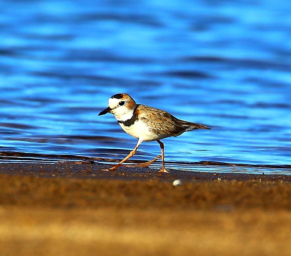 Collared Plover - Mats Hildeman