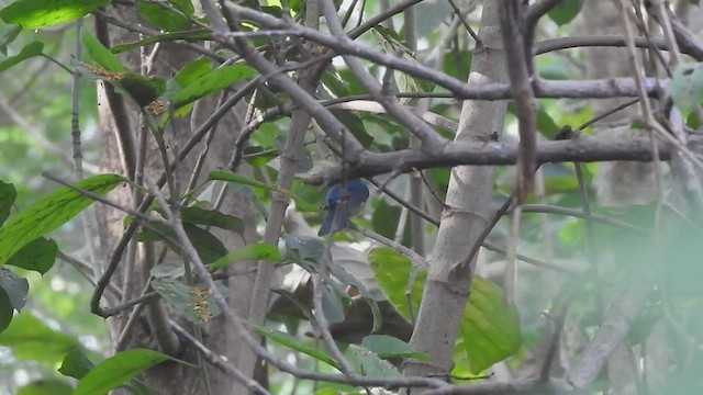 Tickell's Blue Flycatcher - ML505138601