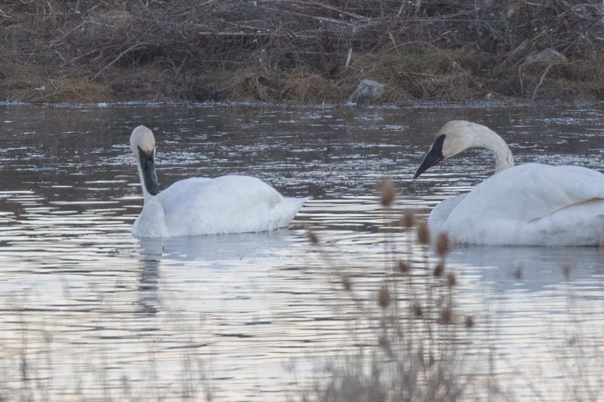 Trumpeter Swan - ML505138651