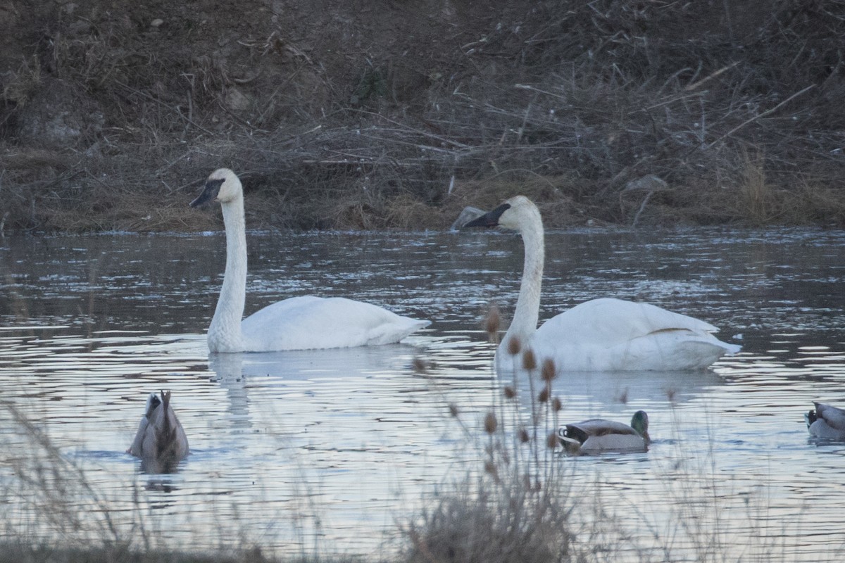 Trumpeter Swan - ML505138661