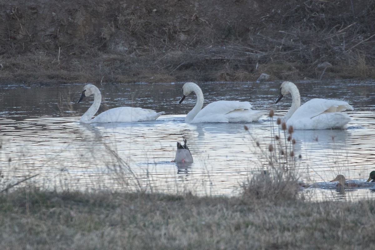 Trumpeter Swan - ML505138671