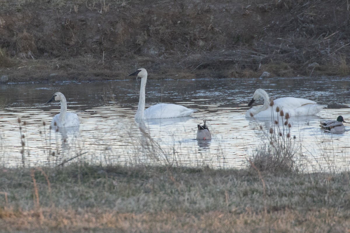 Trumpeter Swan - ML505138691