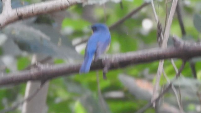 Tickell's Blue Flycatcher - ML505138771