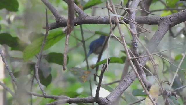 Tickell's Blue Flycatcher - ML505138781