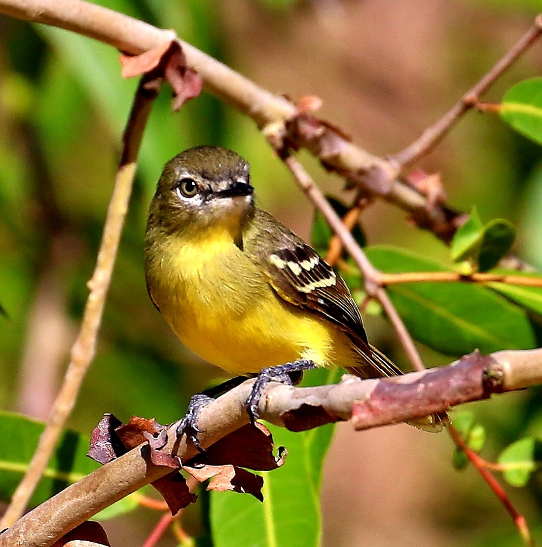 Amazonian Tyrannulet - Mats Hildeman