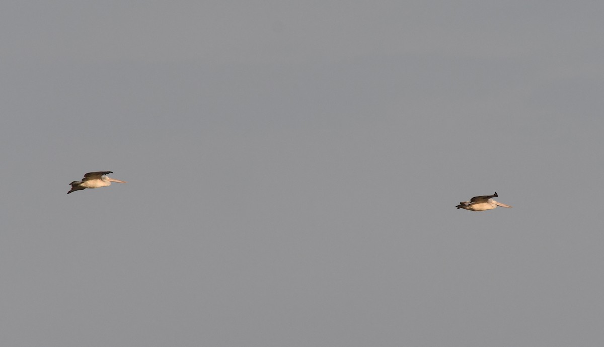 Spot-billed Pelican - Joshua Vandermeulen