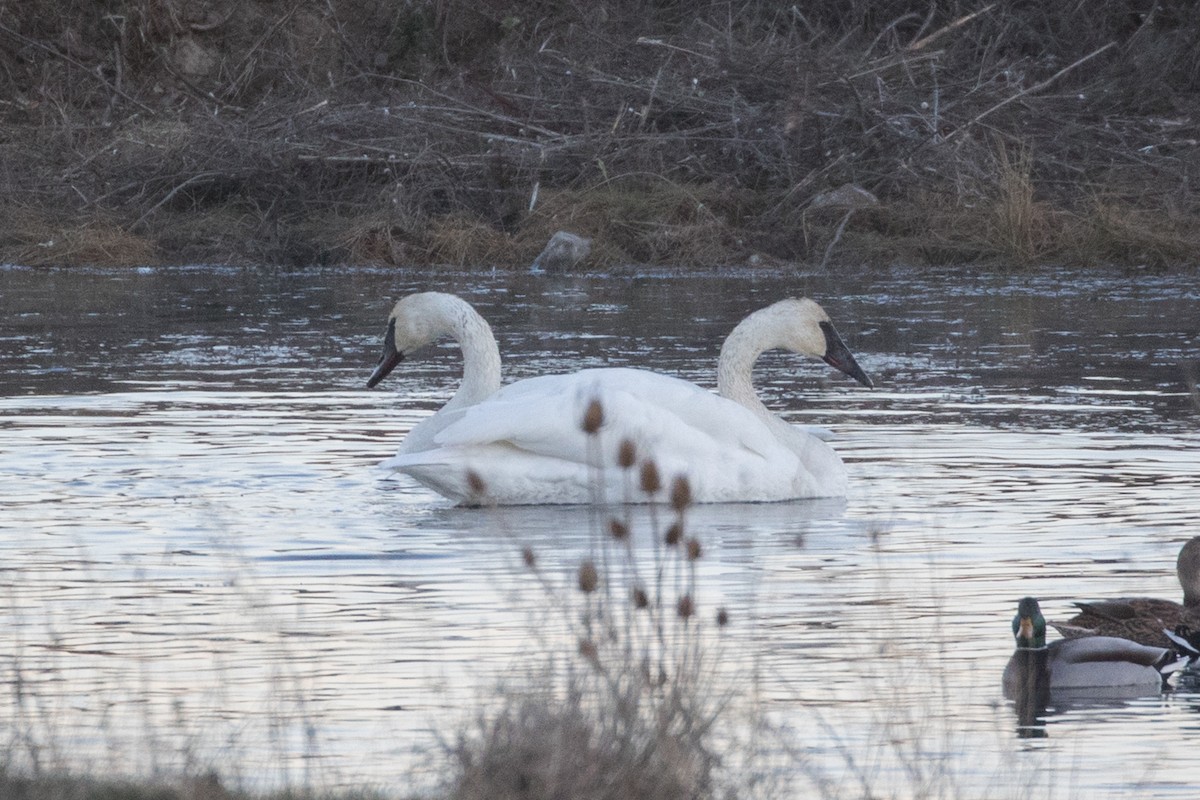 Trumpeter Swan - ML505140661
