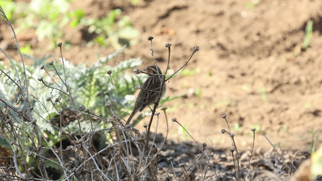 Little Bunting - ML505140681