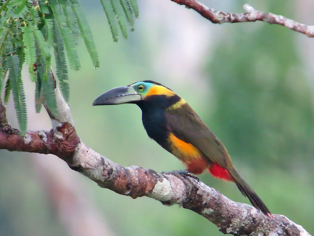 Golden-collared Toucanet - Jean Iron