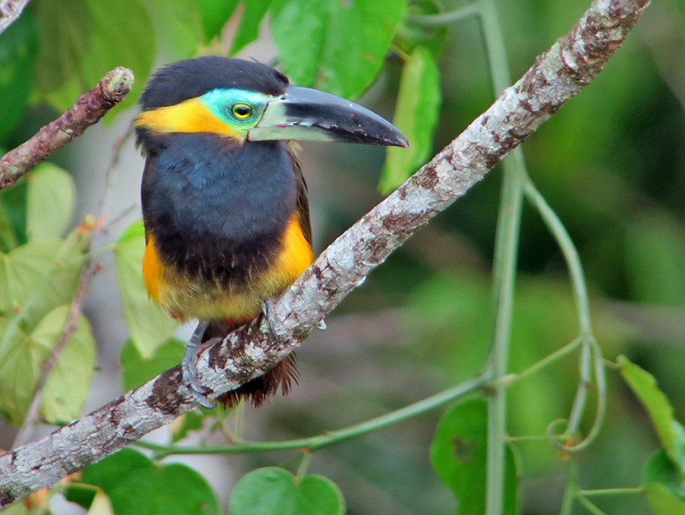 Golden-collared Toucanet - Jean Iron