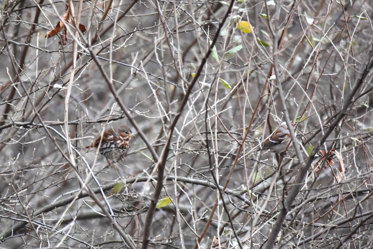 Fox Sparrow - ML505140931