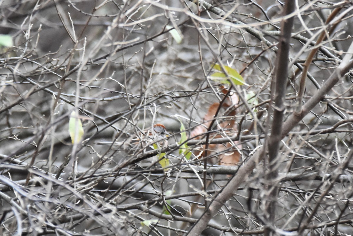 American Tree Sparrow - ML505140981