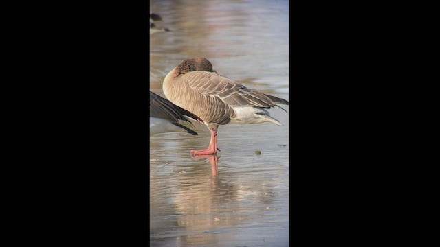 Pink-footed Goose - ML505141051