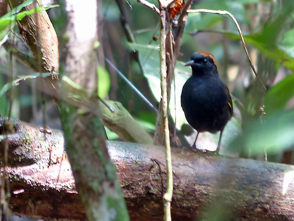 Rufous-capped Antthrush - Jean Iron