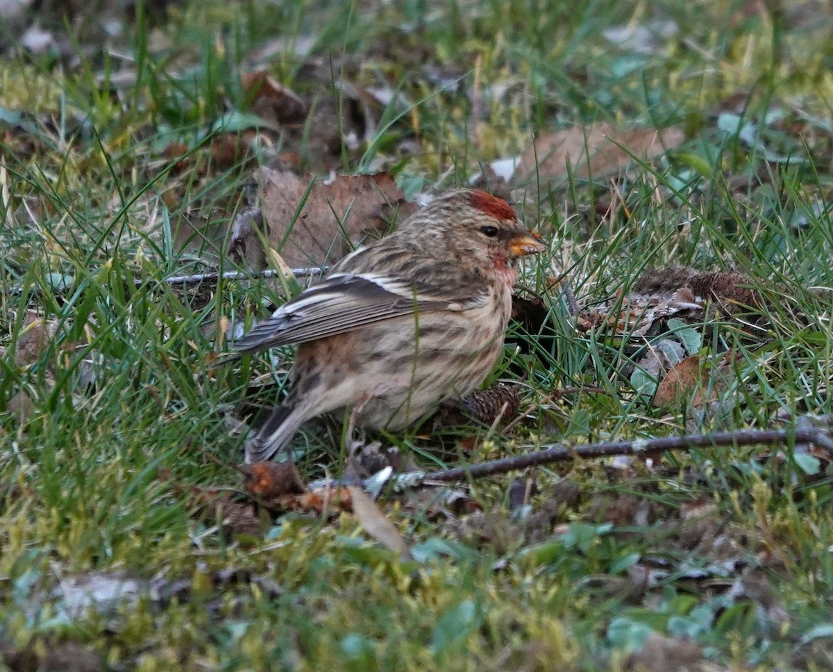 Redpoll (Common/Lesser) - ML505141841