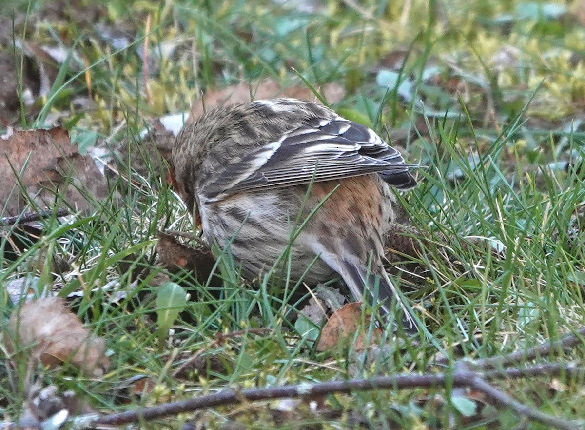 Redpoll (Common/Lesser) - ML505141891
