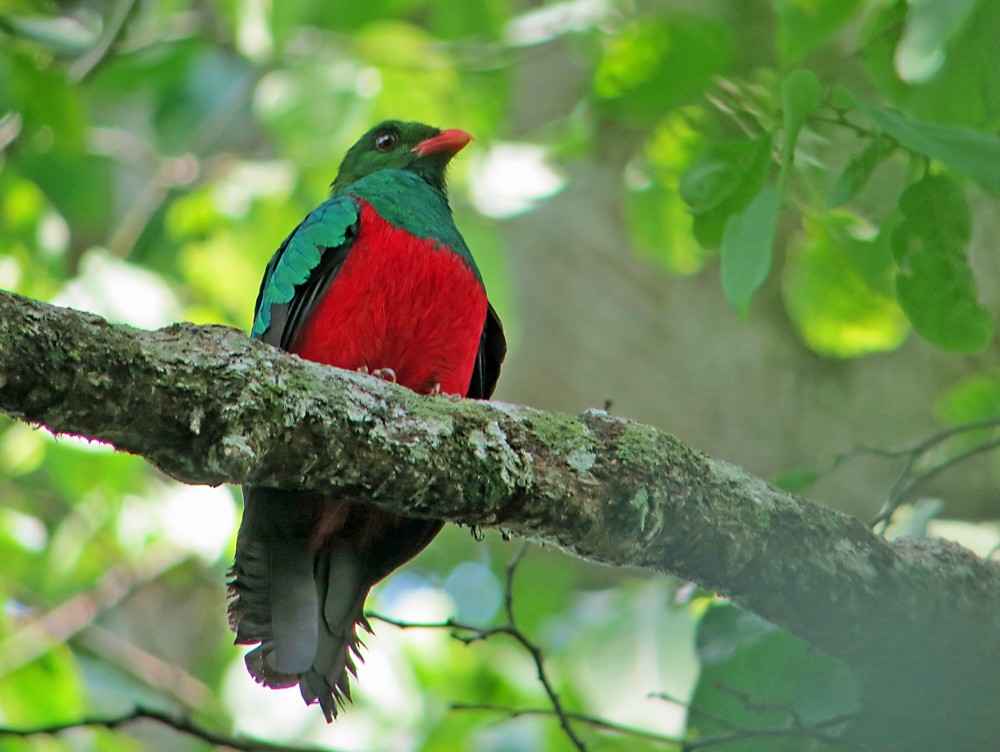 Pavonine Quetzal - Jean Iron