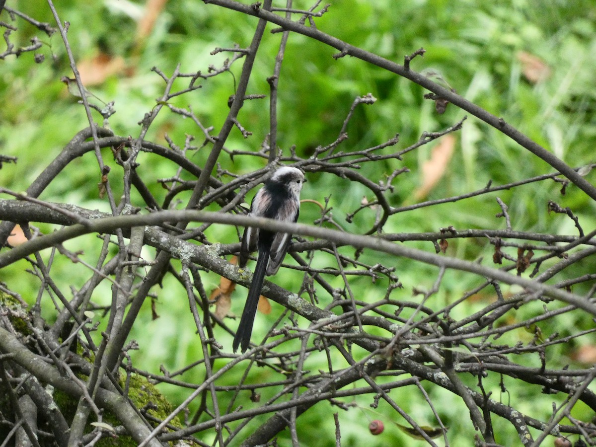 Long-tailed Tit - ML505142861