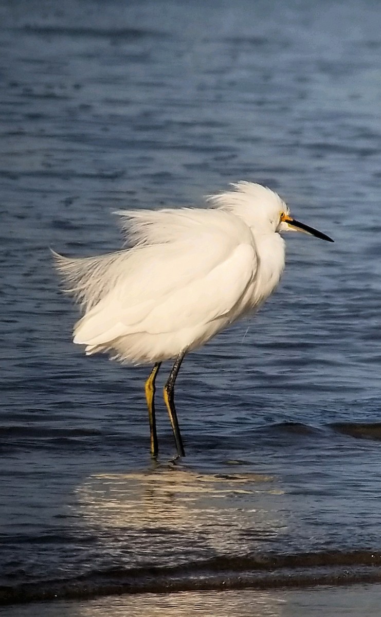 Snowy Egret - ML505143231
