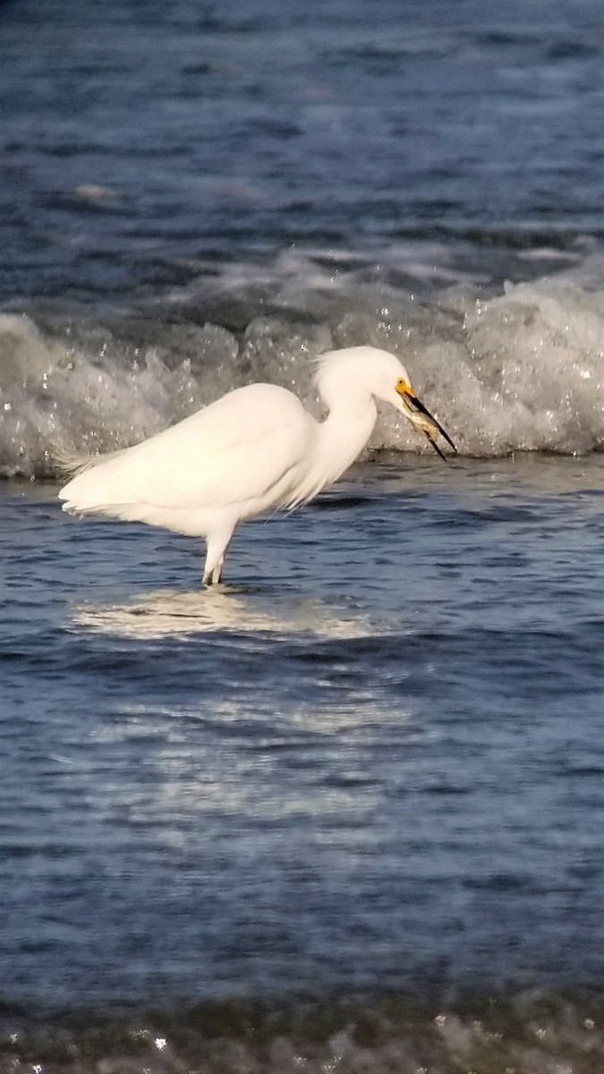 Snowy Egret - ML505143241