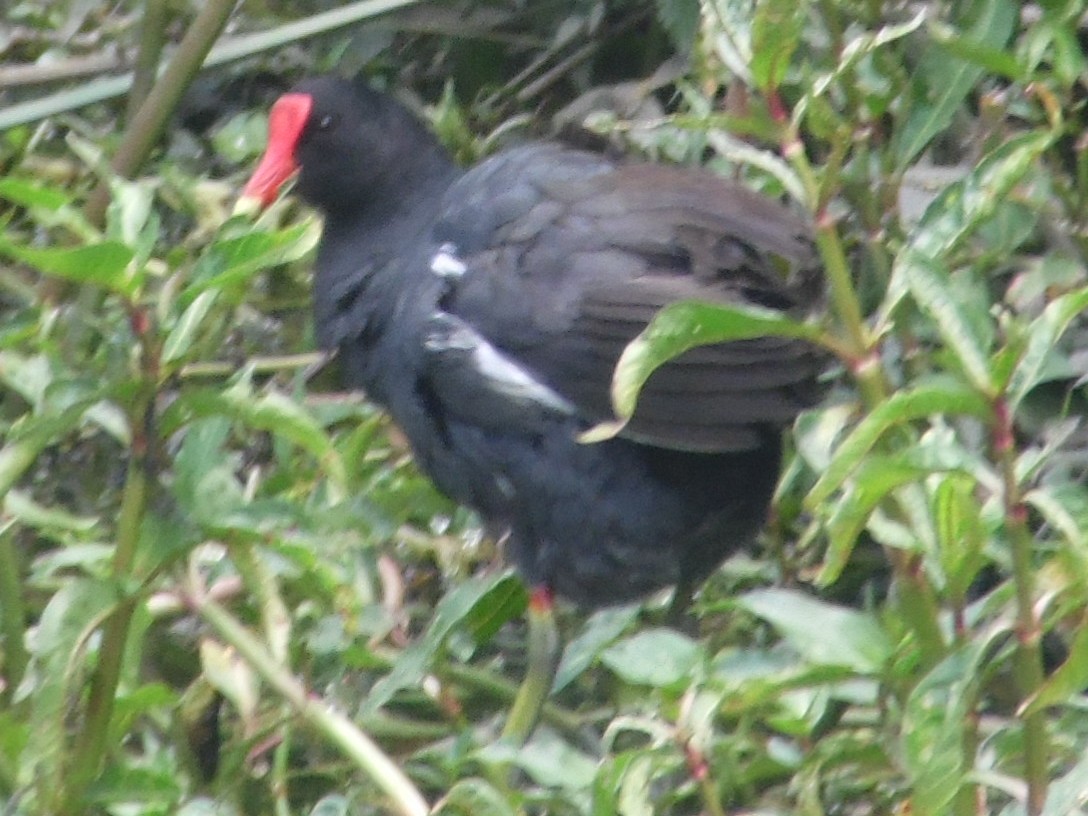 moorhen/coot/gallinule sp. - ML505143471