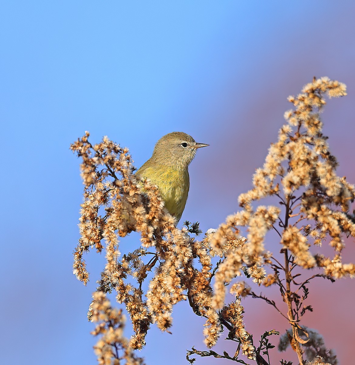 Orange-crowned Warbler - ML505143561