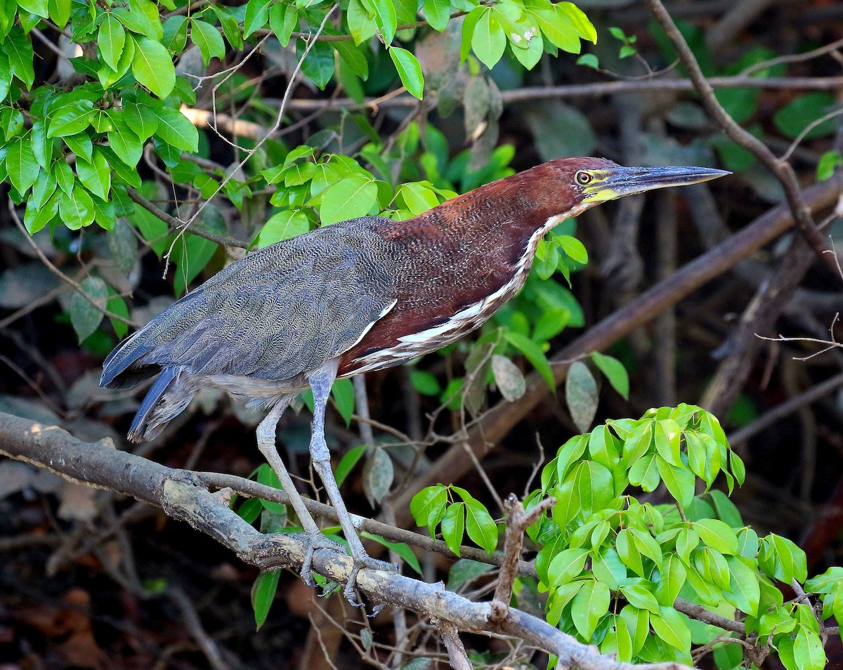 Rufescent Tiger-Heron - Mats Hildeman