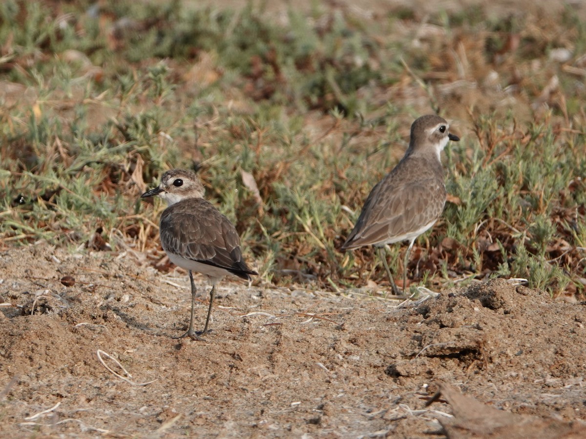 Tibetan Sand-Plover - ML505145031