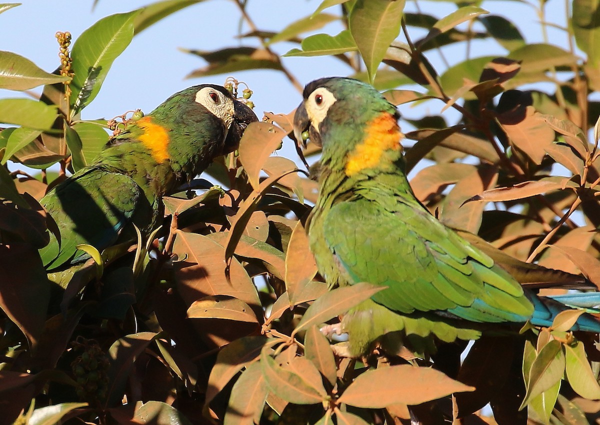 Yellow-collared Macaw - Mats Hildeman