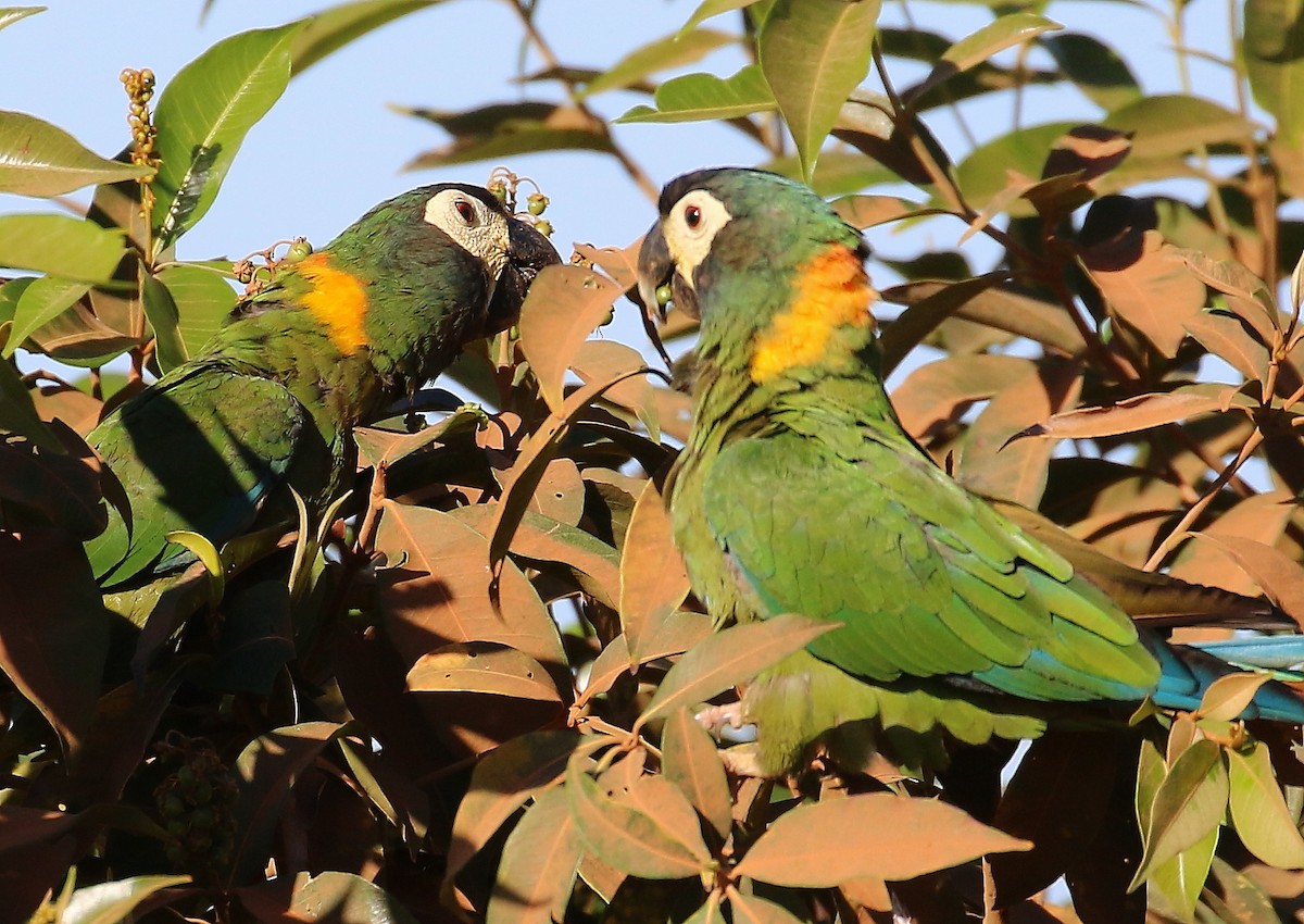 キエリヒメコンゴウインコ - ML505145541