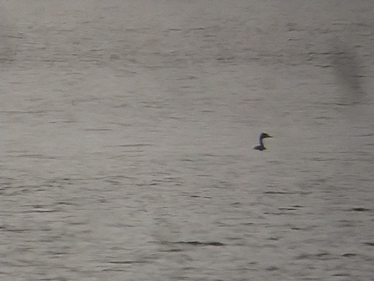 Great Crested Grebe - ML505146311