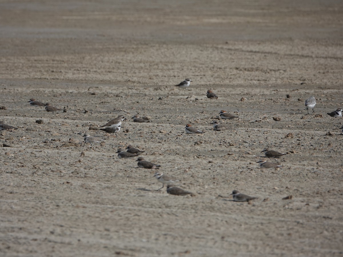 Kentish Plover - ML505146651