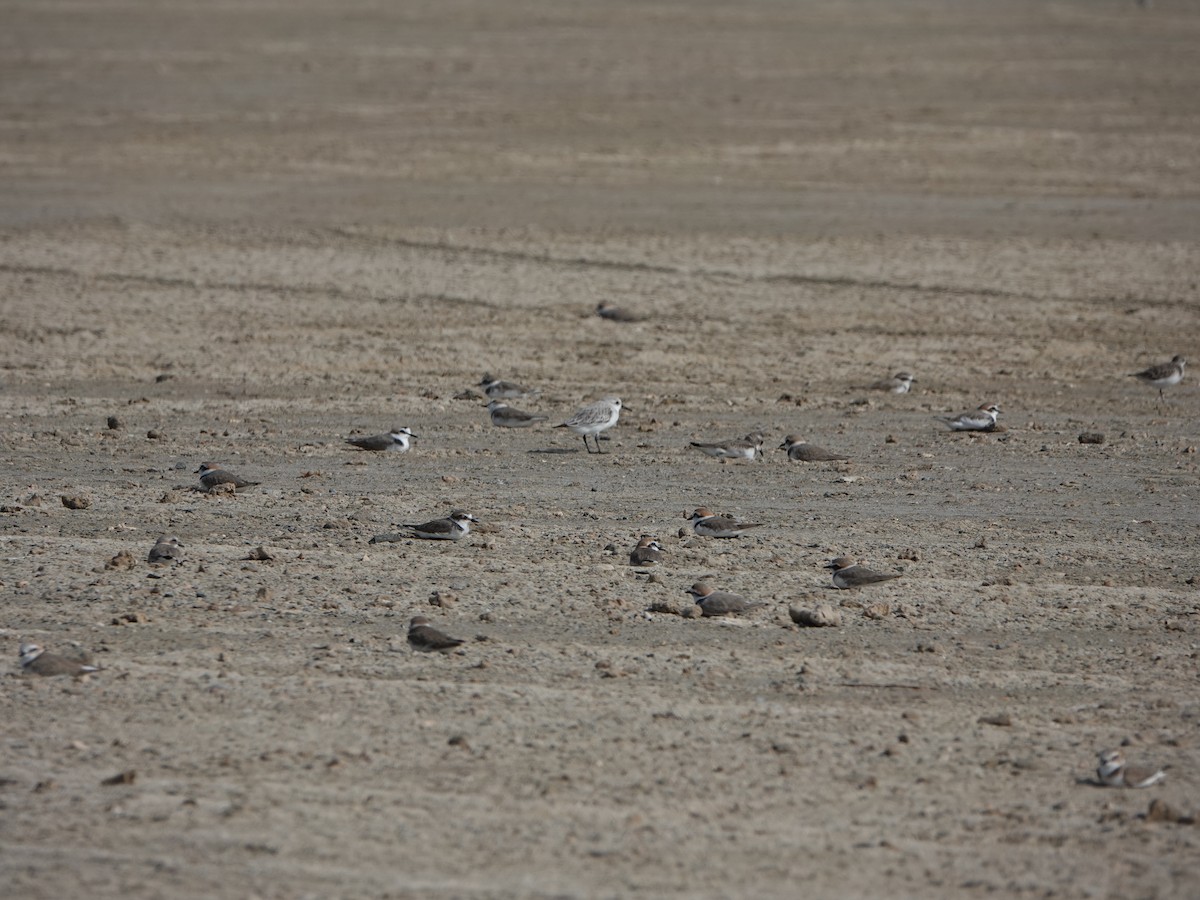 Kentish Plover - ML505146661