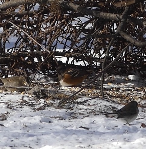 Spotted Towhee - ML505148311