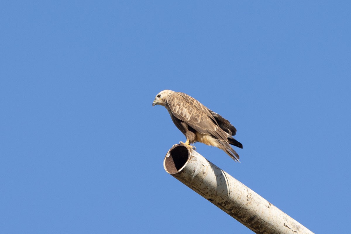 Long-legged Buzzard - ML505148871