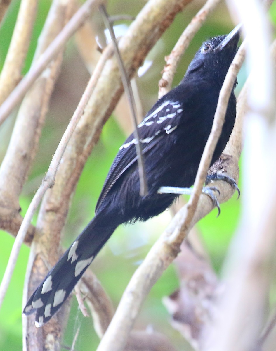 Bananal Antbird - ML505149721