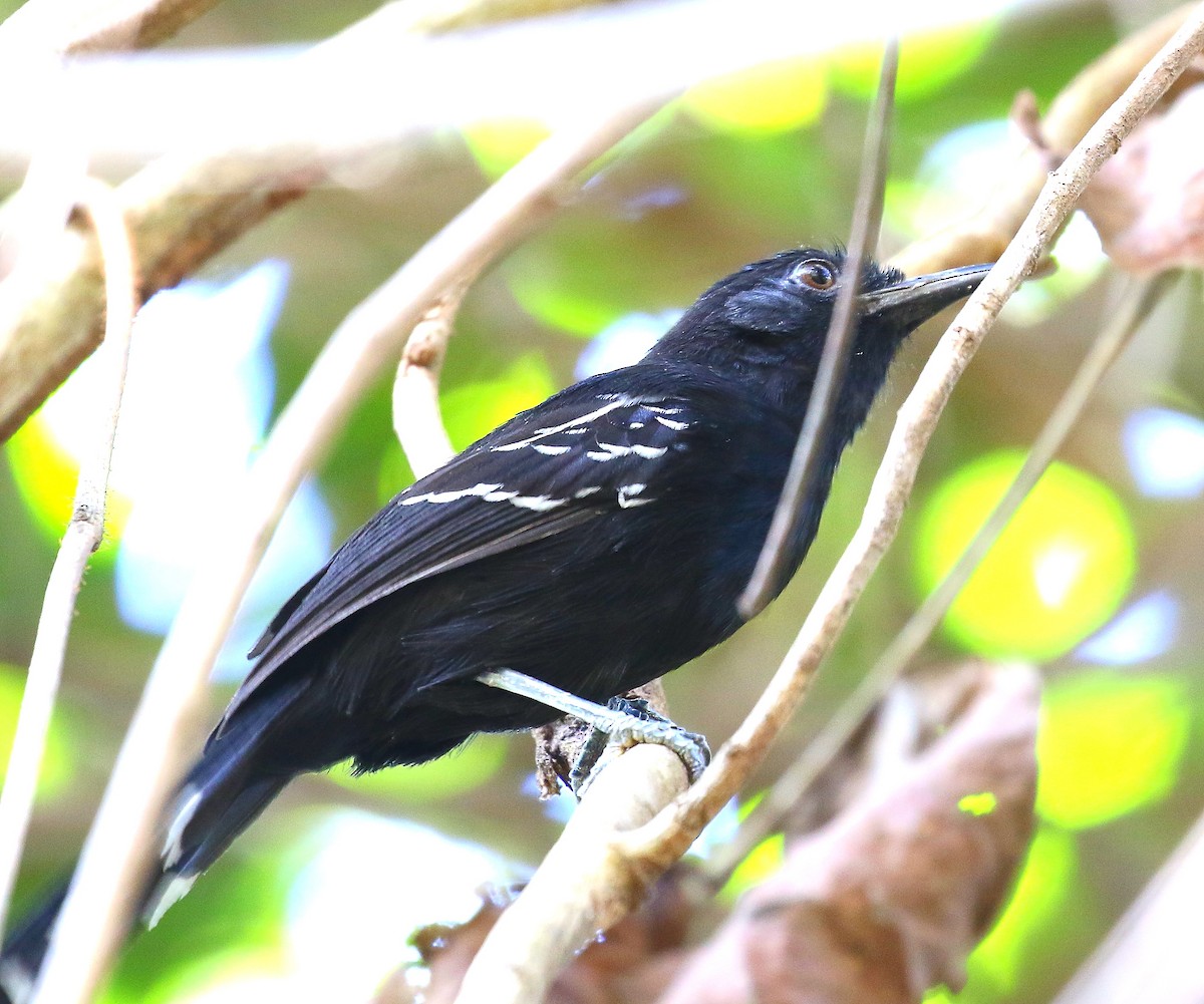 Bananal Antbird - ML505150021