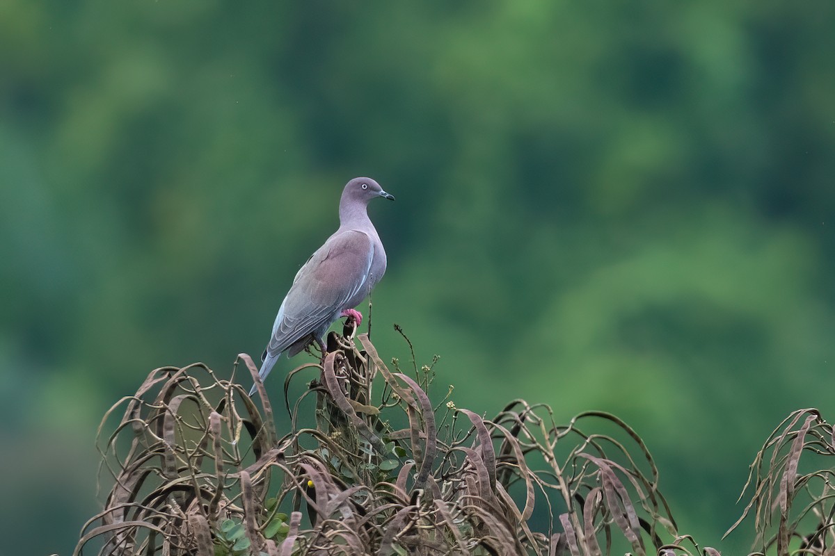 Plain Pigeon - ML505152371