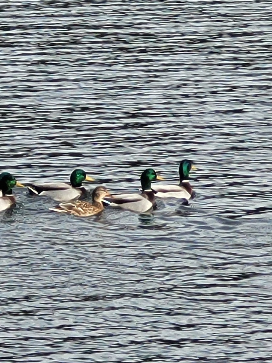 Mallard - Kiara M. Torres Figueroa