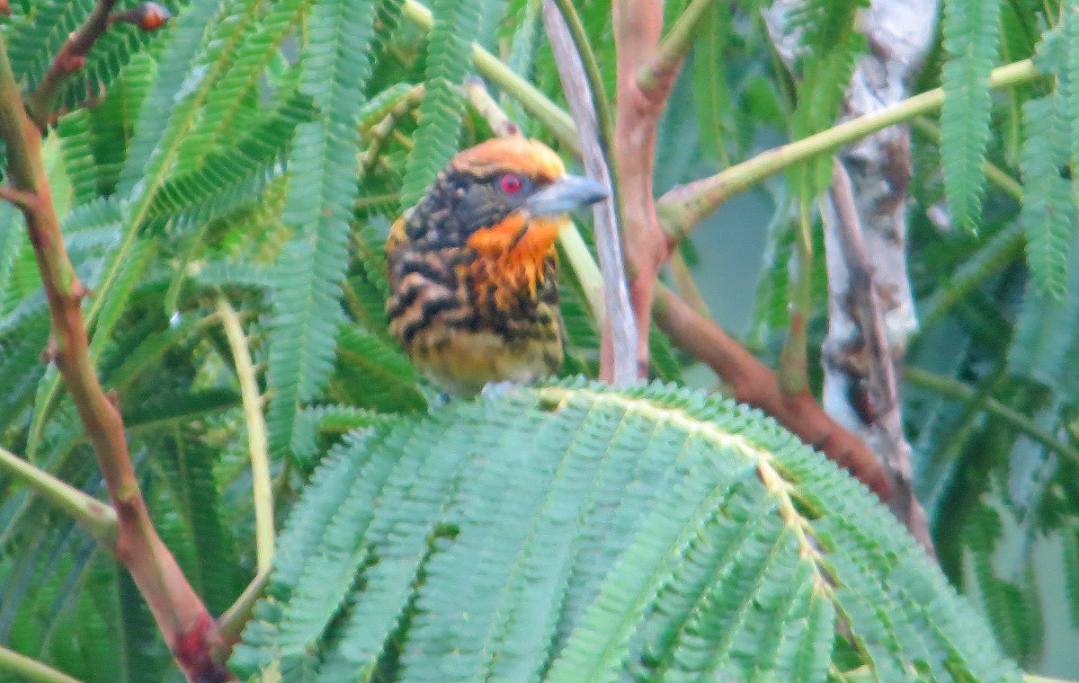 Gilded Barbet - Jean Iron