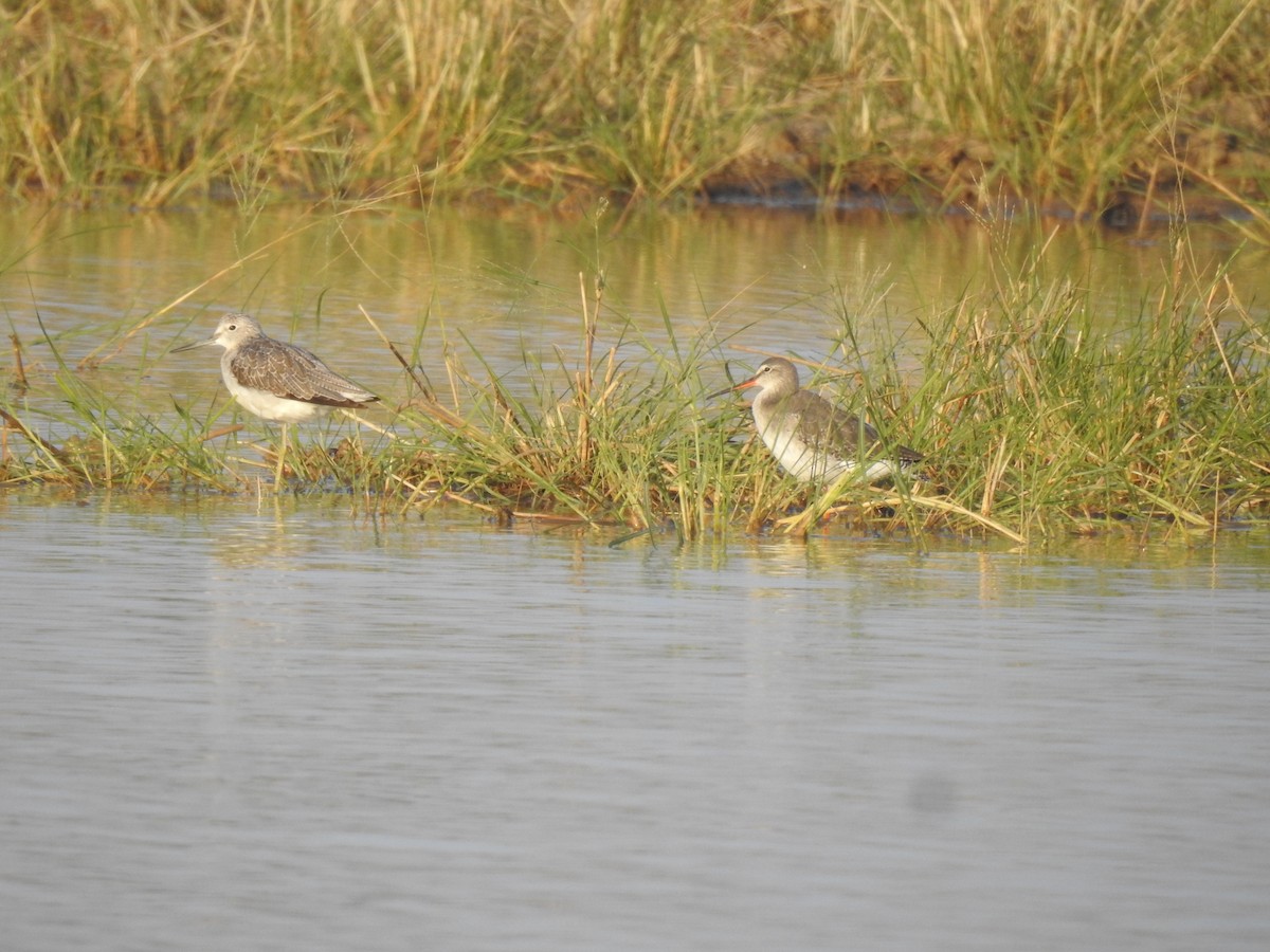 Spotted Redshank - ML505154001