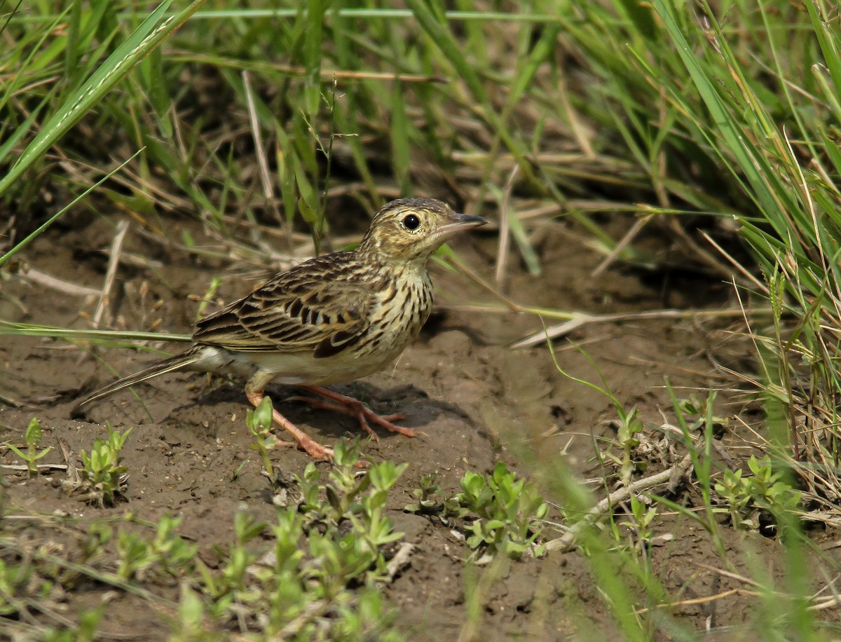 Yellowish Pipit - ML505154991