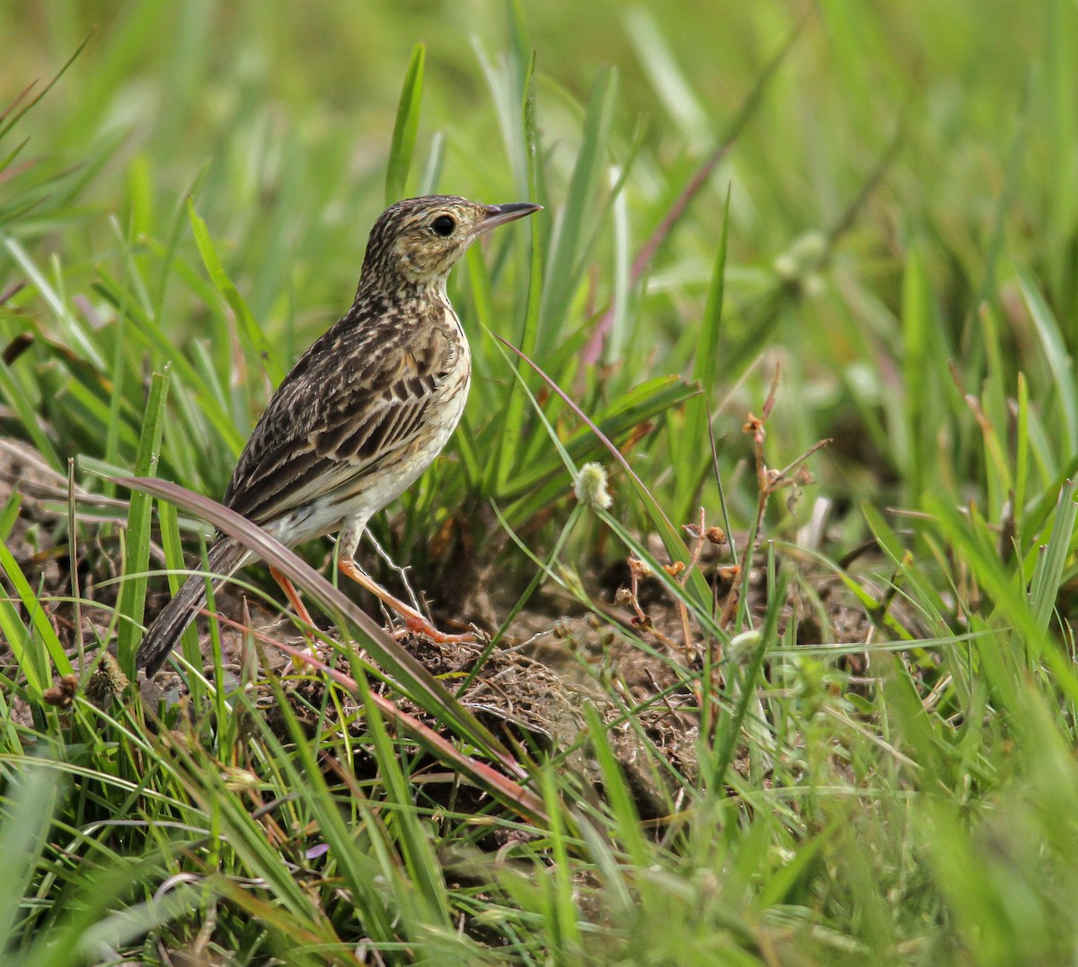 Yellowish Pipit - ML505155001